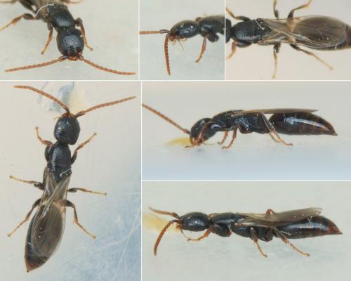 Epyris marshalli
